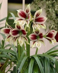 Hippeastrum papilio