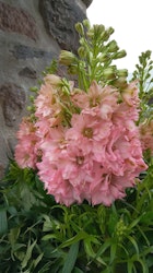 Delphinium elatum "Red Lark"