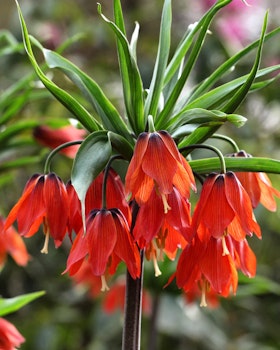Fritillaria "Red Beauty"