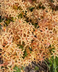 Ixis paniculata "Eos"