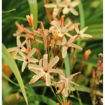 Ixis paniculata "Eos"