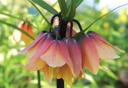 Fritillaria "Early Fantasy"