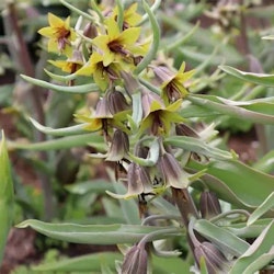 Fritillaria sewerzowii "Green Eyes"