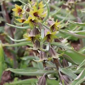 Fritillaria sewerzowii "Green Eyes"