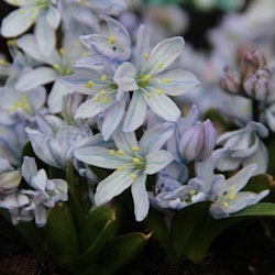 Scilla mis "Tubergeniana"