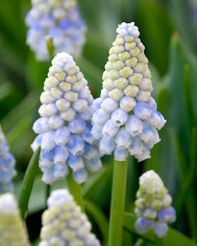 Muscari "Alaska"