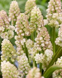 Muscari "Lady Madonna"