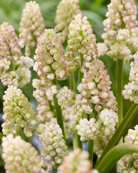 Muscari "Lady Madonna"