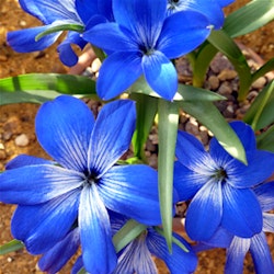 Tecophilaea cyanocrocus, chilensk krokus