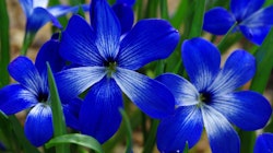 Tecophilaea cyanocrocus, chilensk krokus