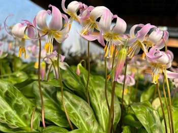 Erythronium revolutum x californicum