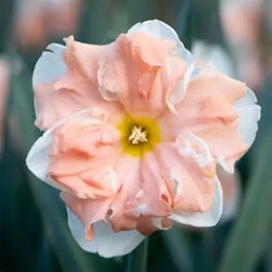 Apricot Whirl