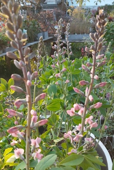Baptista 'Pink Truffles' ®