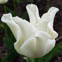 White Liberstar