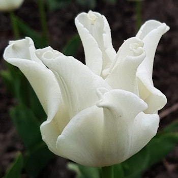 White Liberstar