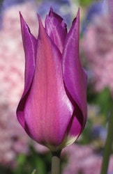 Yume no Murasaki