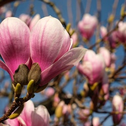 Magnolia "Susan"