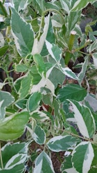 Acer negundo "Variegata"