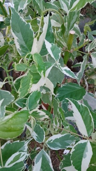 Acer negundo "Variegata"
