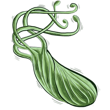Helicobacter Pylori (Mag-tarm bakterie) - (Norvia 17)