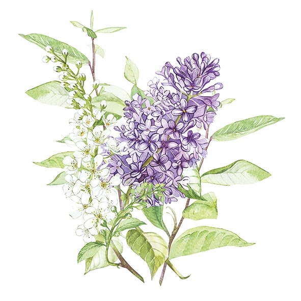 Servett från Ambiente - *Lila syrén*  - *Lilac*