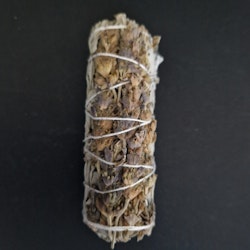 Salvia