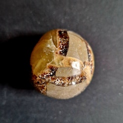 Septarian - Drakägg
