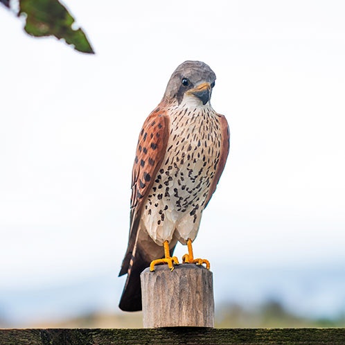 Hand-carved Kestrel in wood