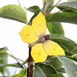 Magnet Lemon butterfly, hand carved