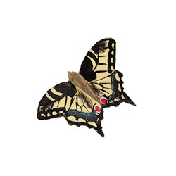 Magnet Macaon Schmetterling, handgeschnitzt