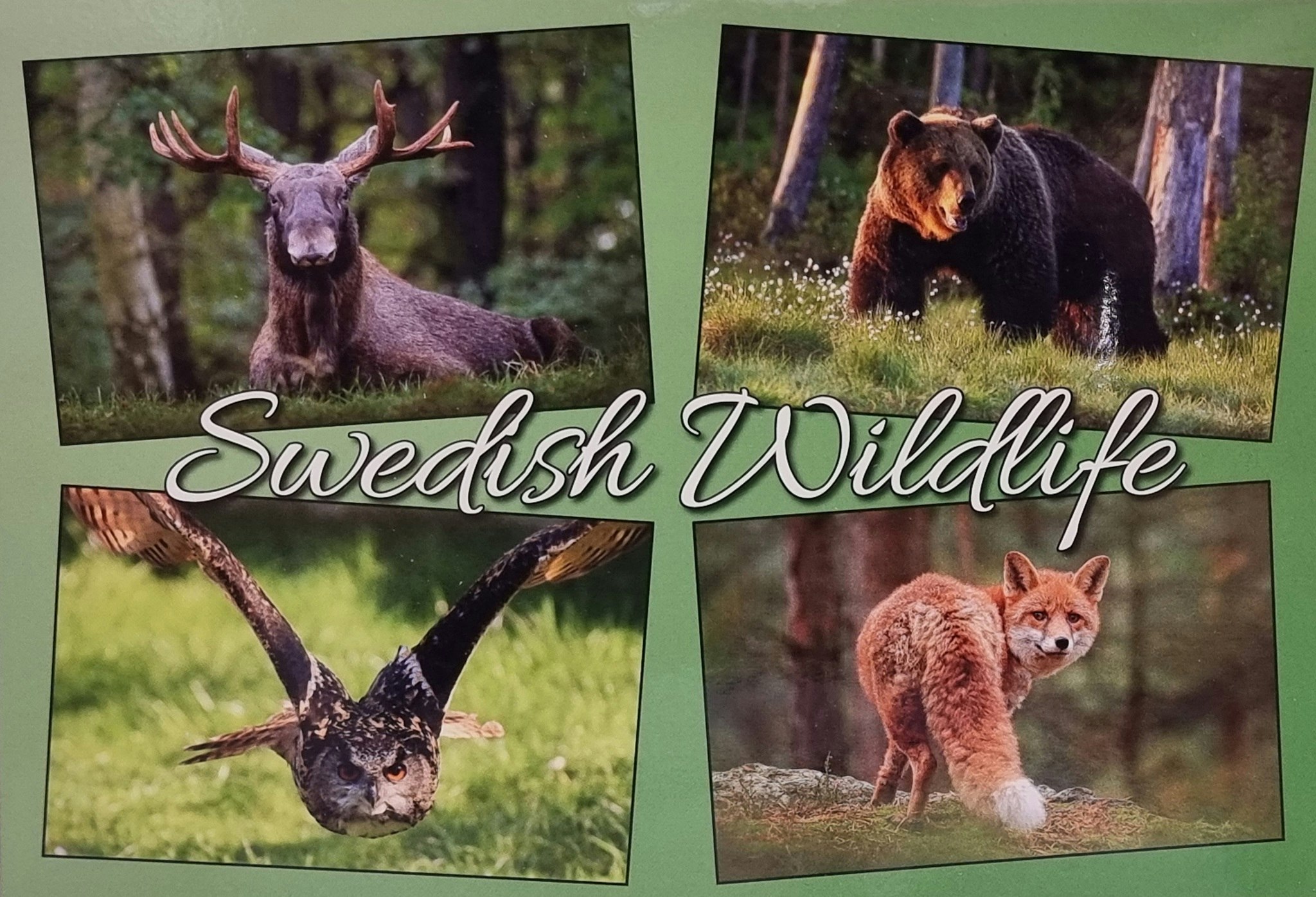 Postkarte: Schwedische Wildlife-Collage, 170 x 115 mm