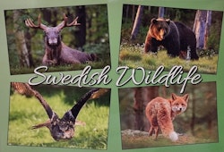 Vykort: Swedish Wildlife Kollage, 170 x 115 mm