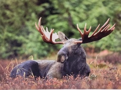 Postcard: Moose, 170 x 115 mm
