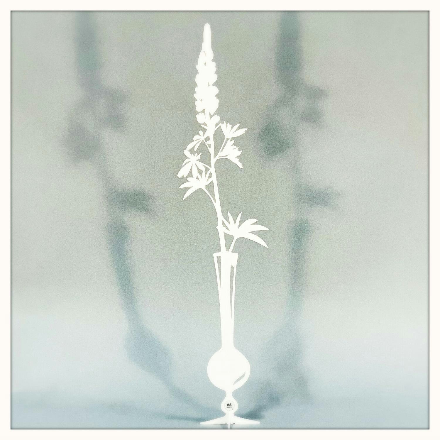 Lupine, weiß