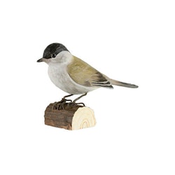 Hand-carved Blackcap in wood