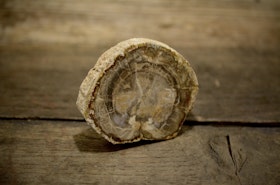 Förstenat trä, fossil