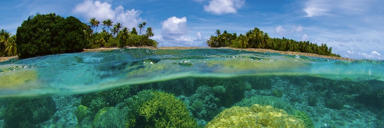 Splashback stänkskydd - CORAL REEF