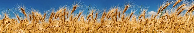 Splashback stänkskydd - WHEAT FIELD