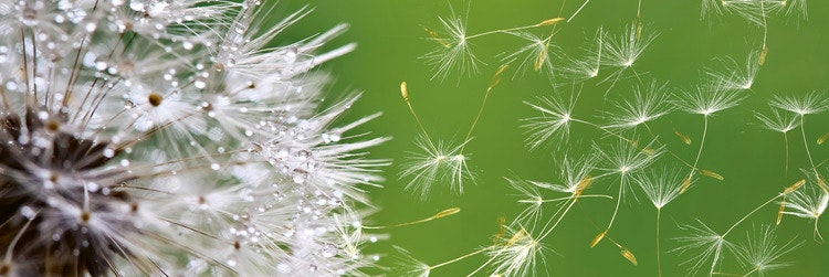 Splashback stänkskydd - DANDELION