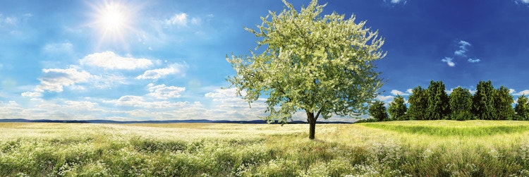 Splashback stänkskydd - BLOSSOM TREE