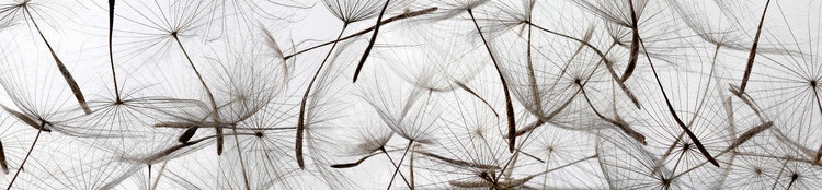 Splashback stänkskydd - DANDELION SEEDS