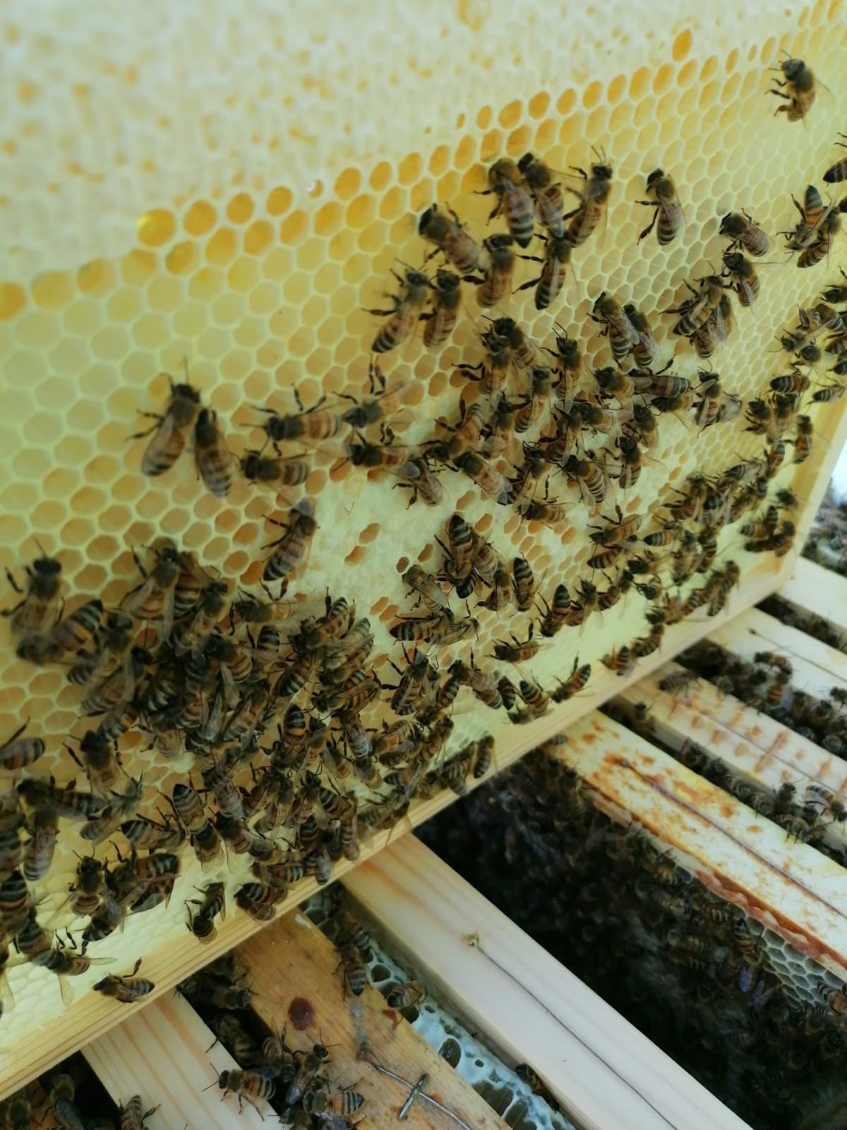 Egenproducerad honung 700gr