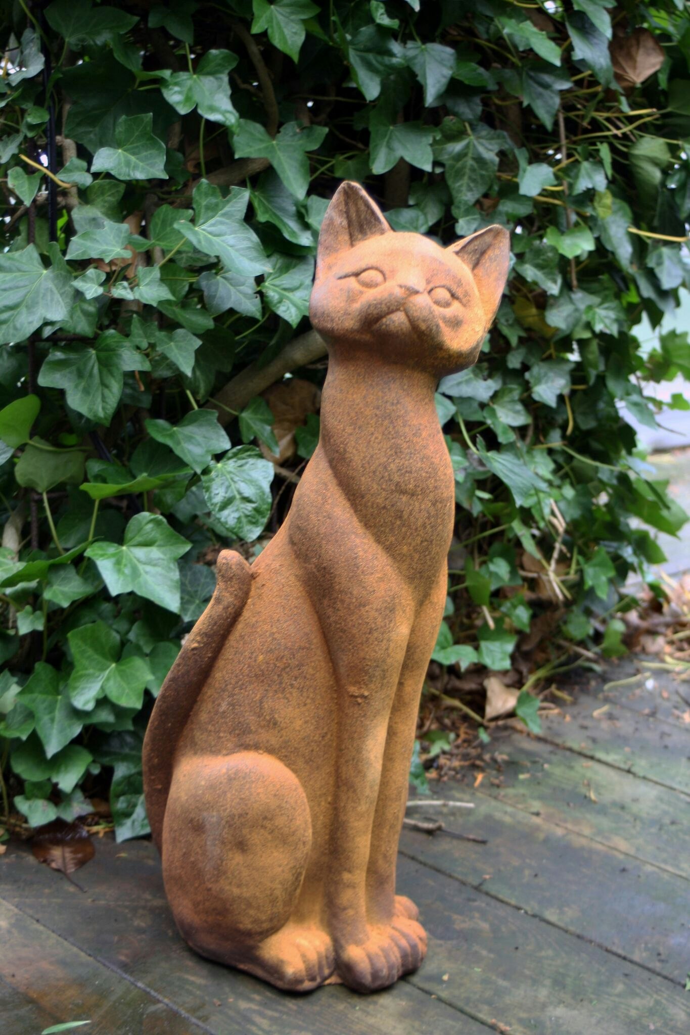 Katt: Rost