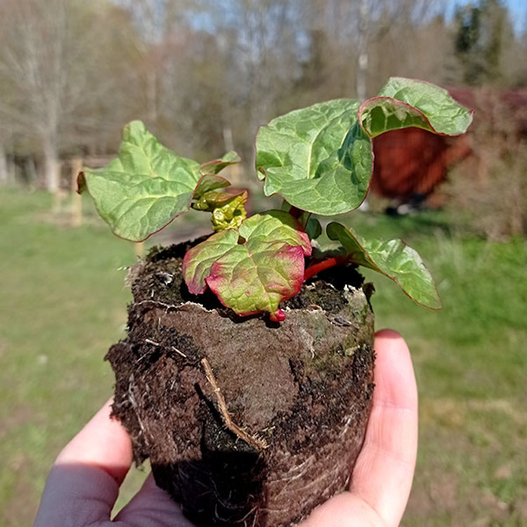 3st Rabarberplanta Berit rabarber
