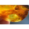 Natural baltic amber pendant with insect 14g