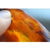 Natural baltic amber pendant with insect 14g