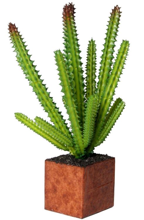 Euphorbia Törel en konstväxt från Cult design i grönt.