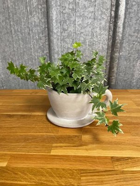 Koppkruka
