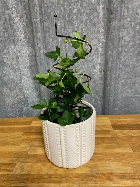 Blomstöd/ Amaryllisstöd