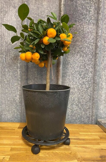 Blomfat på hjul